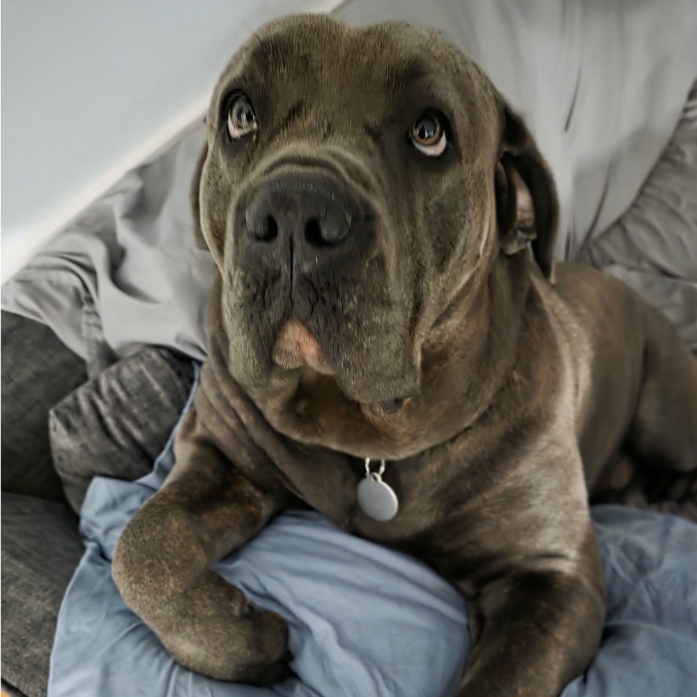 Meet your Posher, Angela